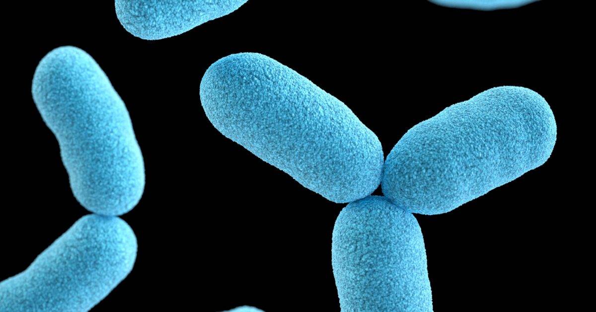 Prokarióták; baktériumok, kékmoszatok