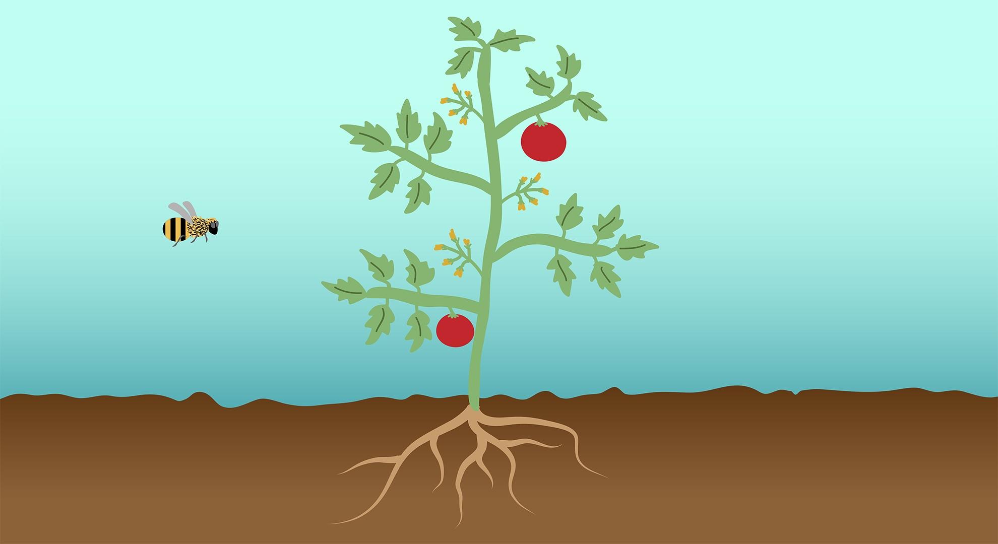 Growing thing s. Корень анимация. Roots picture for Kids. Root of a Plant picture for Kids.
